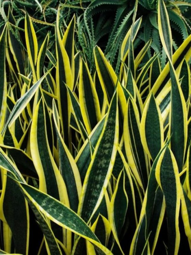 Snake Plant Problems And Ways Of Fixing Them