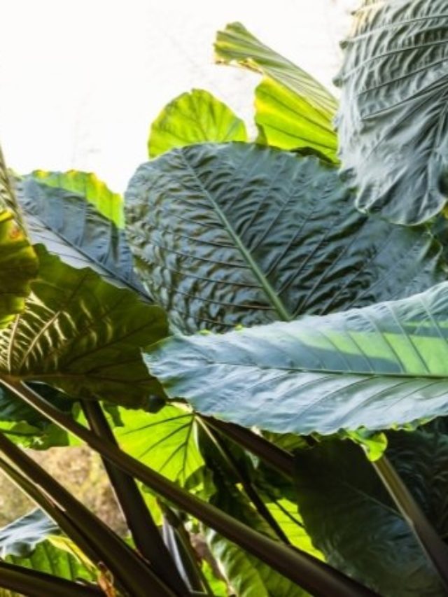 The Complete General Care Guide For Alocasia Sinuata