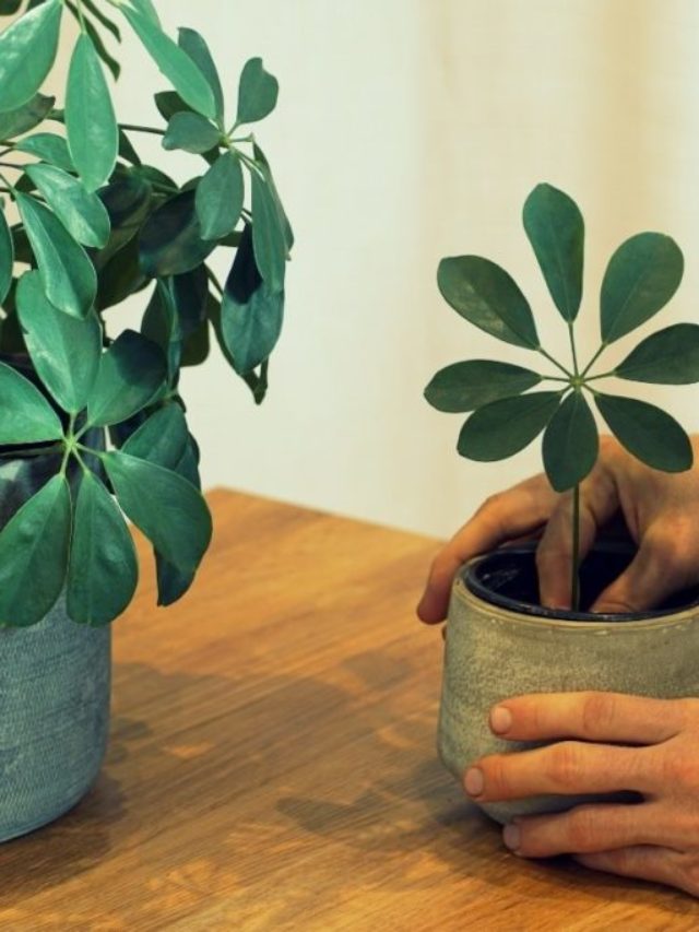 The Different Methods Of Umbrella Plant Propagation