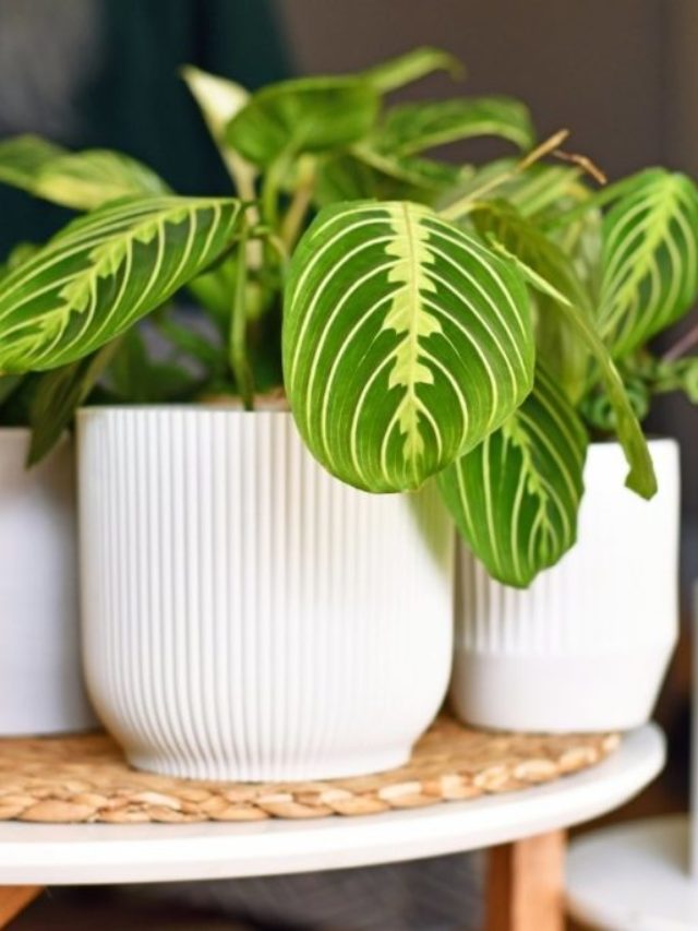 Jungle Velvet Calathea Care Tips