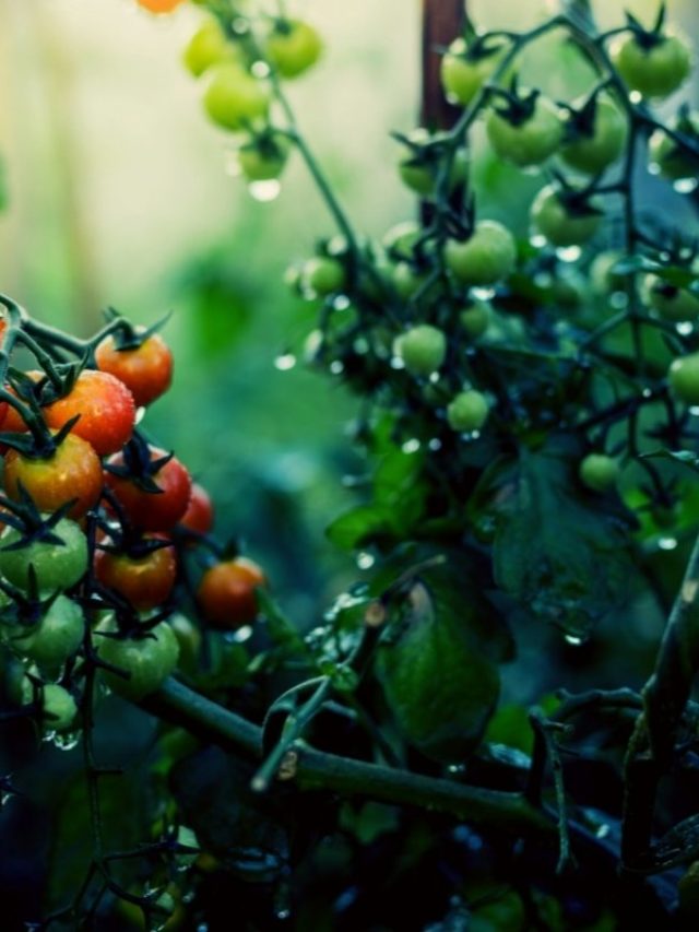 Will Tomatoes Grow In Shade? Grower Today