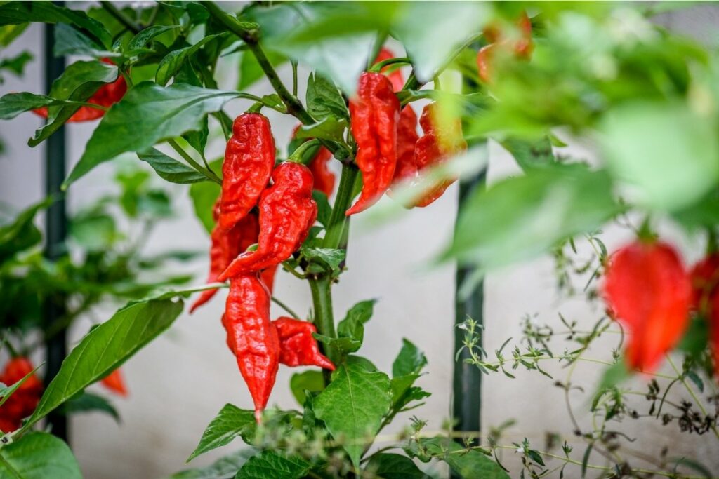 when-to-pick-ghost-peppers-the-best-time-grower-today