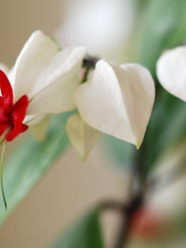 All-you-need-to-know-about-the-climbing-bleeding-heart-1024x683
