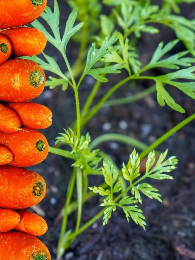How-Long-For-Carrots-To-Germinate