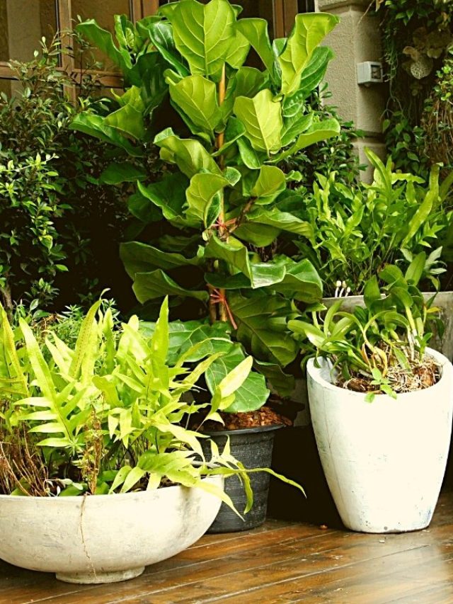 How-To-Keep-Potted-Plants-From-Falling-Over