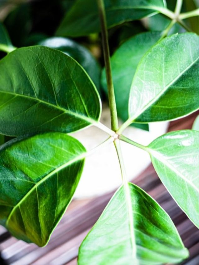 How-To-Propagate-Umbrella-Plant