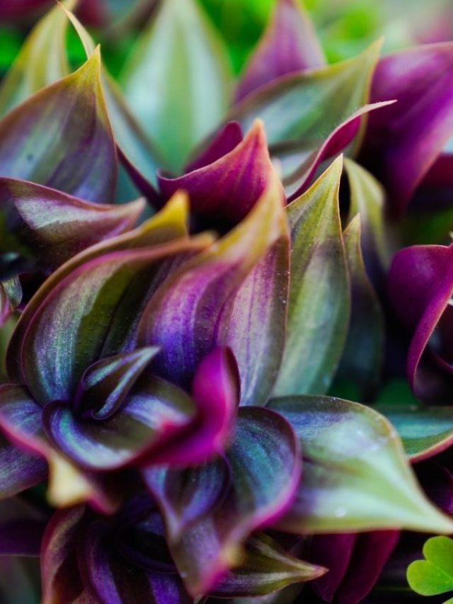 The-List-Of-Houseplants-With-Purple-Under-Leaves