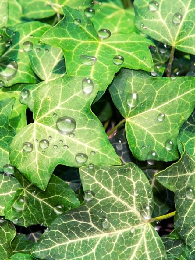 The-Right-Hedera-Helix-Watering-Schedule