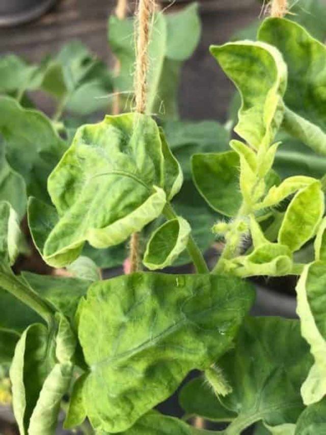 Tomato-Plant-Diseases-Curled-Leaves-And-Possible-Remedies-1024x683