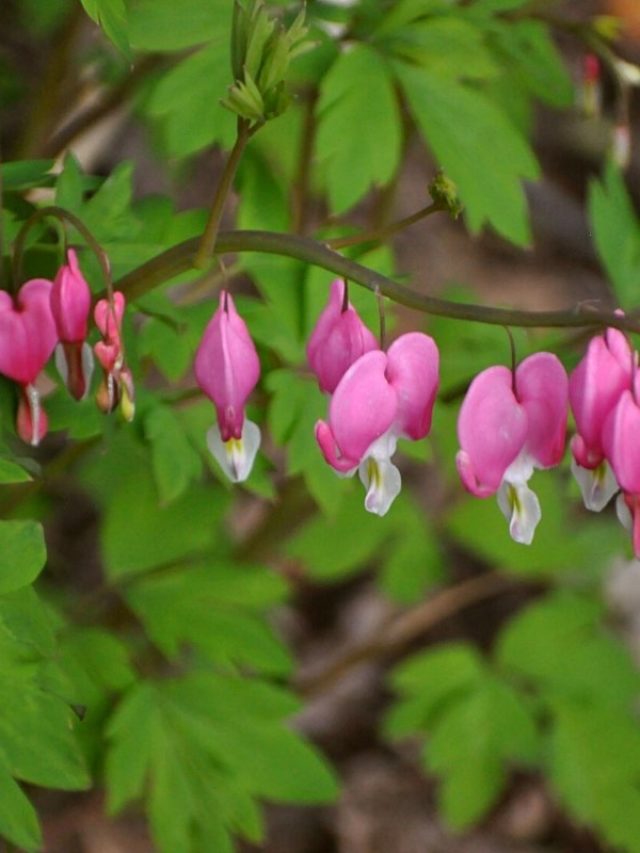 Troubleshooting-Overwatered-String-Of-Hearts