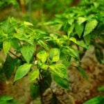 Plant Your Own Peppers- Spacing And Growing Tips