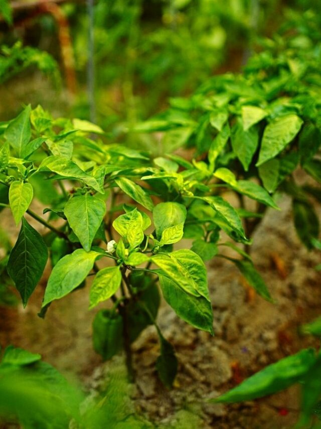 Plant Your Own Peppers- Spacing And Growing Tips