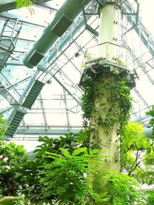 How Close Should My LED Light Be To My Plants?