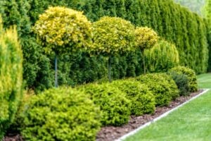 Your Guide To Growing Shrubs: Golden Thread Cypress Tree - Grower Today