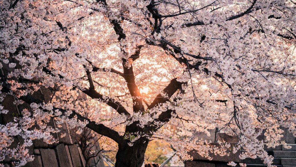 Cherry Blossom Meanings - The Significance Of The Japanese Sakura ...