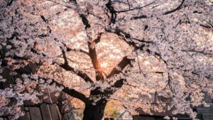 Cherry Blossom Meanings