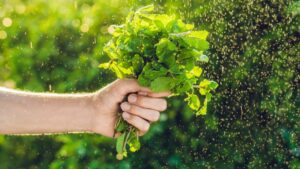 How To Harvest Fresh Mint