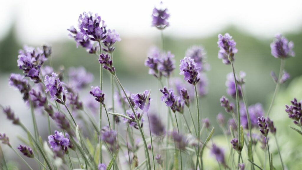 Plants That Grow Well With Lavender The Benefits Of Companion Gardening Grower Today