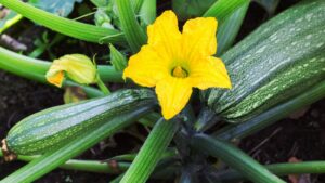 Does Zucchini Have Seeds