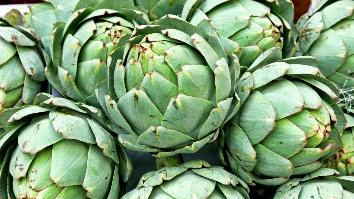 How To Grow Artichokes From Crowns