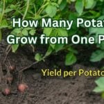 How Many Potatoes Per Plant