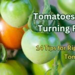 tomatoes not turning red