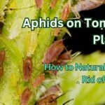 aphids on tomato plants