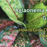 aglaonema care