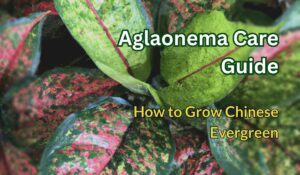 aglaonema care