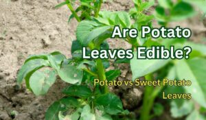 potato leaves edible