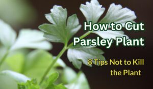 harvesting parsley