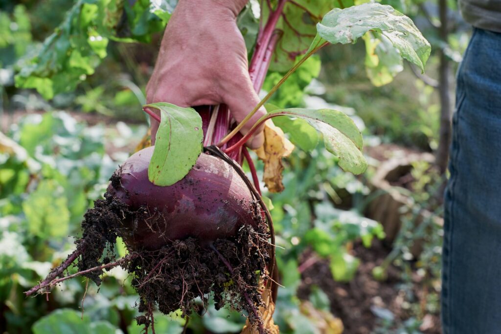 beets october