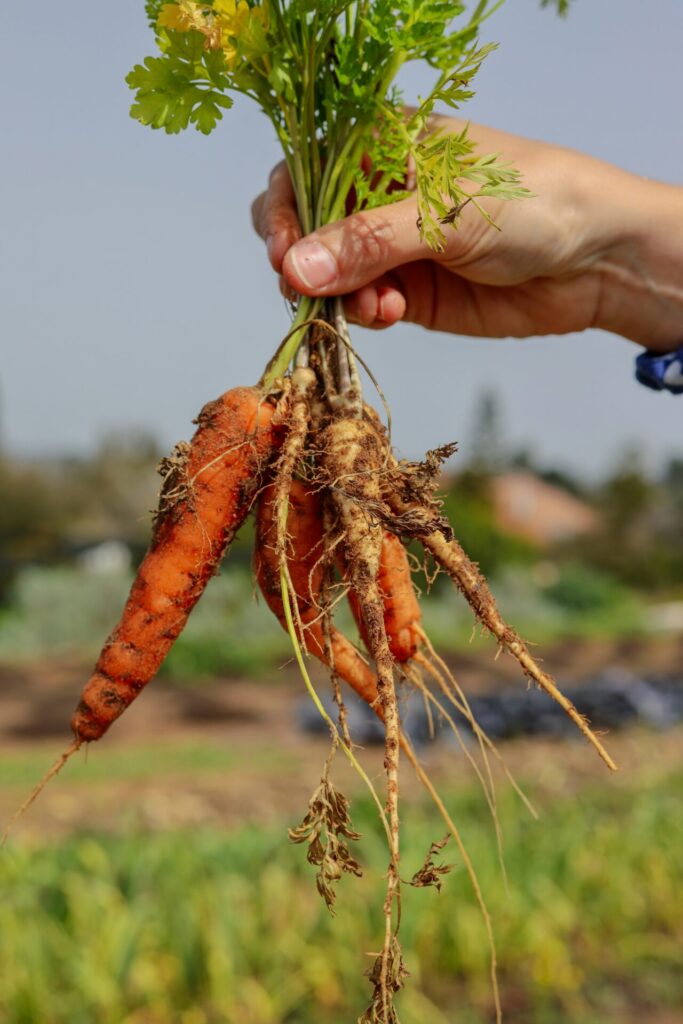 carrots october