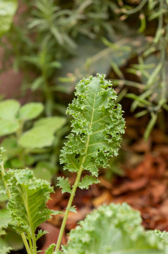 Kale