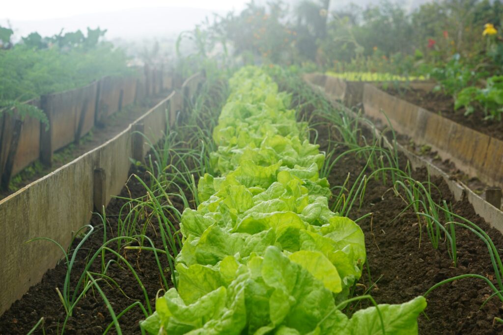 lettuce october