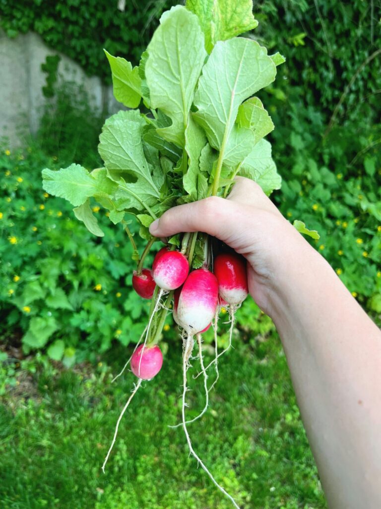 radish october