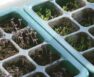 Growing Sprouts