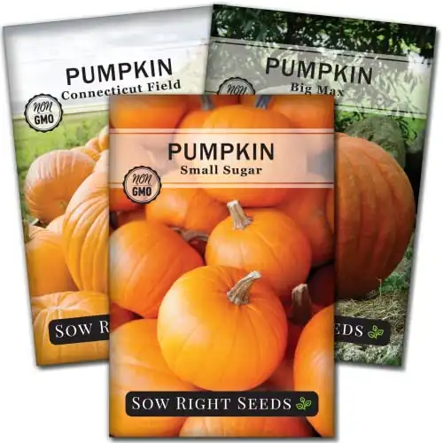 Classic Pumpkin Seed Collection for Planting - Small Sugar, Connecticut Field & Big Max