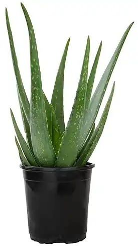 Live Aloe Vera Plant