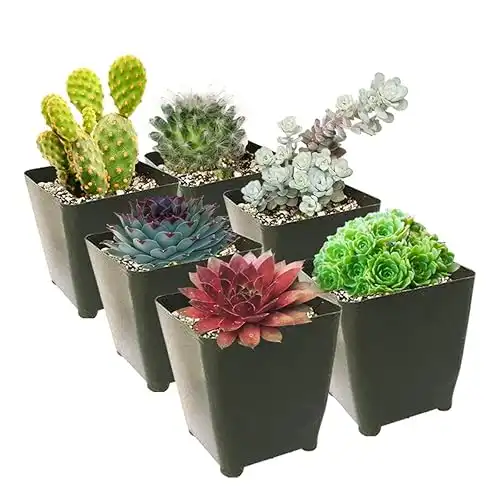 Winter Hardy Succulents Pack