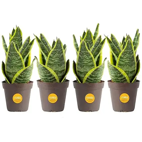 Costa Farms Snake Plant (4-Pack), Live Indoor and Outdoor Sansevieria Plants