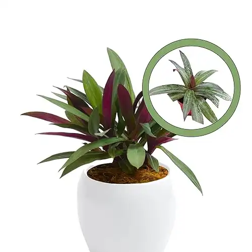 Rhoeo Oyster Plant 4" Pot