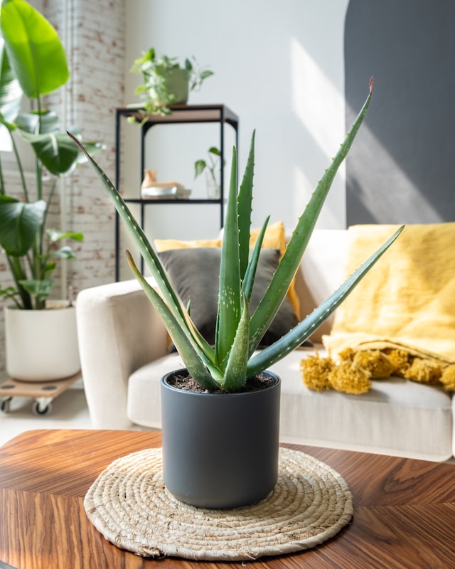 How to Care for Aloe Vera Plants