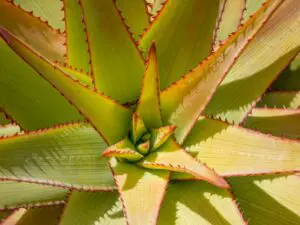 How to Care for Aloe Vera Plants