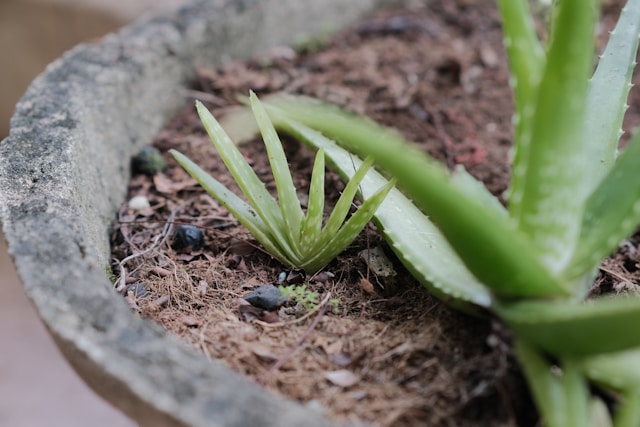 How to Care for Aloe Vera Plants propagating the Aloe Vera Pup offshoot