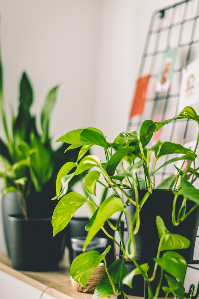 Top 5 Best Indoor Plants Pothos