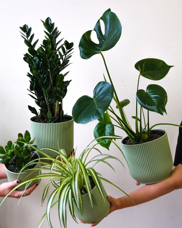 How to Water Indoor Plants While on Vacation