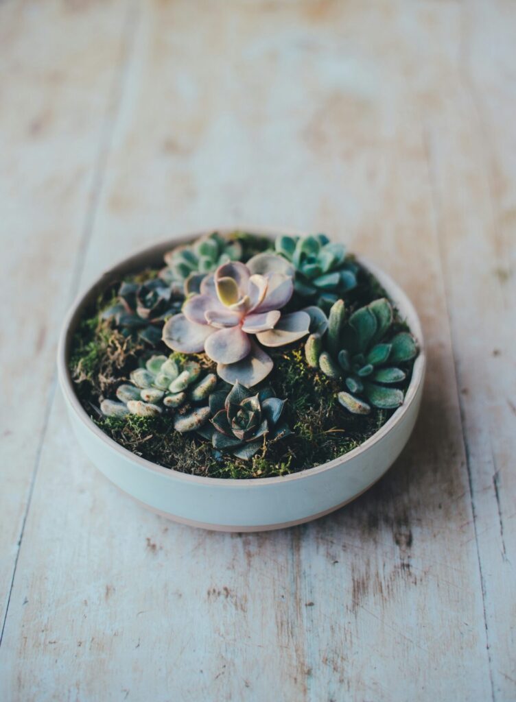 How to Care for Succulents in Winter