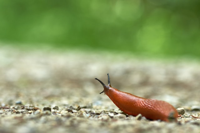 How to get rid of garden slugs naturally