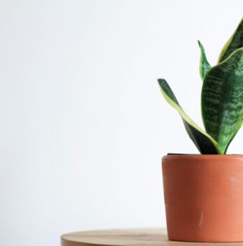 How to Care for a Snake Plant Indoors: The Ultimate Guide